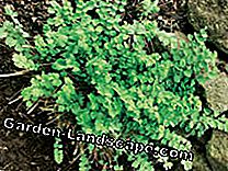 Hardy hierbas herbáceas: hardy