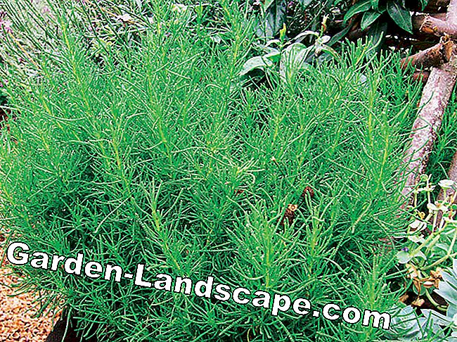Hardy hierbas herbáceas: salvia