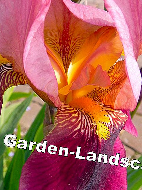 Iris iris flor