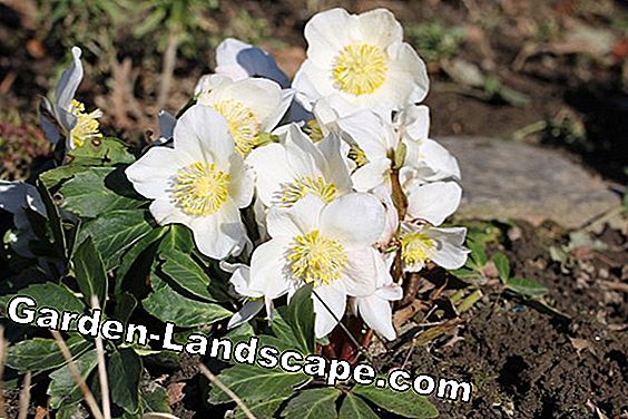 Ziemassvētku roze - sniega roze - Helleborus niger