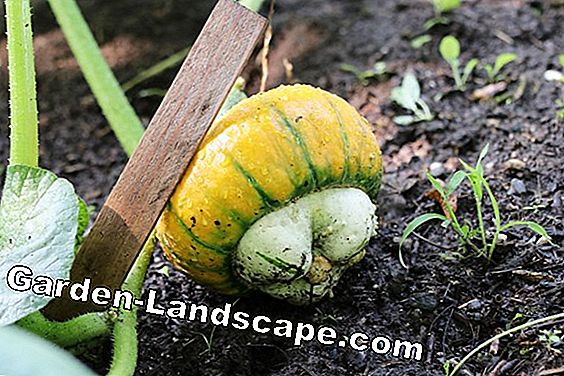 Coltiva la zucca ornamentale per la decorazione - semina, cura e raccolta: semina