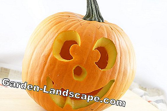Snijdende pompoen - waarom alleen maar op Halloween? - (snijdende) Snijdende pompoen - waarom alleen maar op Halloween?: alleen