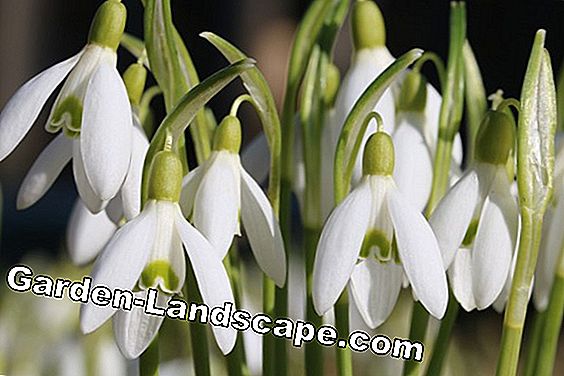 18 Lentebloemen gesorteerd op kleur: lijst met namen - (namen) Sneeuwklokje - Galanthus