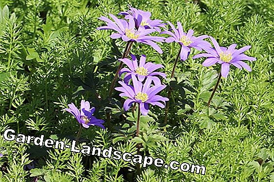 18 Lentebloemen gesorteerd op kleur: lijst met namen - (namen) Balkananemoon - Anemone blanda