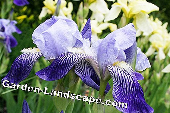 18 Lentebloemen gesorteerd op kleur: lijst met namen - (lijst) Iris - iris