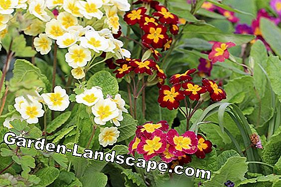 18 Lentebloemen gesorteerd op kleur: lijst met namen - (lijst) Primula - Primula