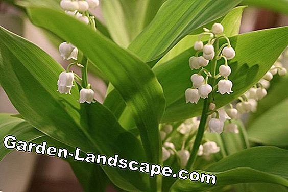 18 Lentebloemen gesorteerd op kleur: lijst met namen - (bloemen) Lelietje-van-dalen - Convallaria majalis