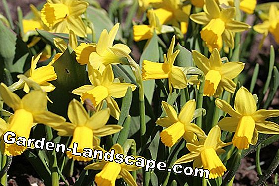 18 Lentebloemen gesorteerd op kleur: lijst met namen - (namen) Narcissen - Narcissus