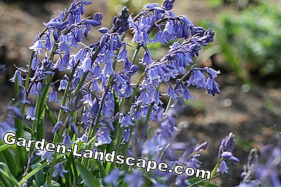 18 Lentebloemen gesorteerd op kleur: lijst met namen - (lijst) Hare bells - Hyacinthoides