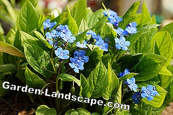 18 Lentebloemen gesorteerd op kleur: lijst met namen - (gesorteerd) Vergeet-me-niet - myosotis