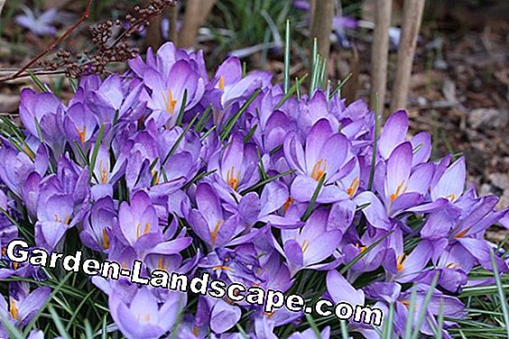 18 Lentebloemen gesorteerd op kleur: lijst met namen - (lentebloemen) Crocus - Crocus
