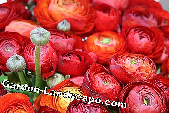 18 Lentebloemen gesorteerd op kleur: lijst met namen - (kleur) Ranunculus - Ranuculus asiaticus