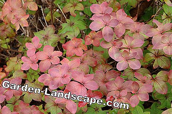 Azalea s pet latica - Rhododendron quinquefolium