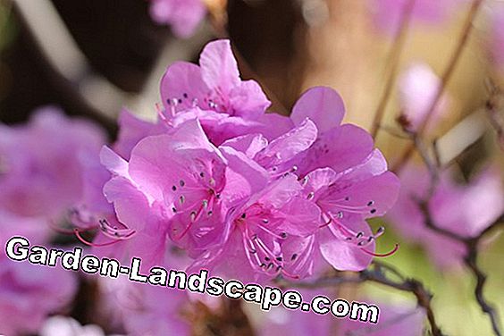 azalea s malim krakovima - Rhododendron mucronulatum