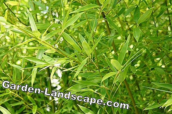 Corte de bambú - Instrucciones para plantas de bambú: para