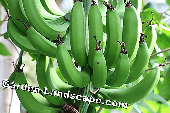 Bananväxter övervintrar - 11 skötselstips för banan på vintern