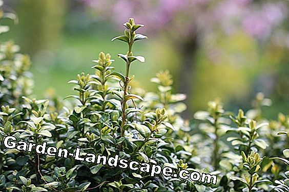 Is boxwood toxic to humans and pets?