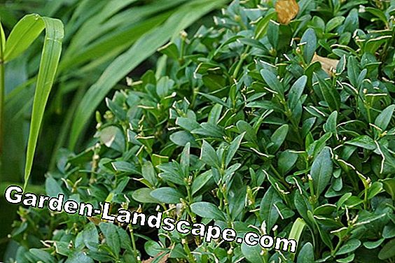 Boxwood - Buxus