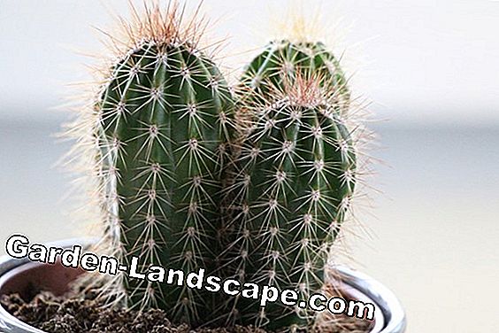 Cactus - maladies et ravageurs courants: courants