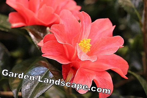 Camellia Winter - Camellias (Camellia japonica): camellia