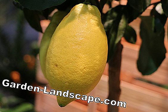 Citronu augi: saprotami kopšanas pamati: augi