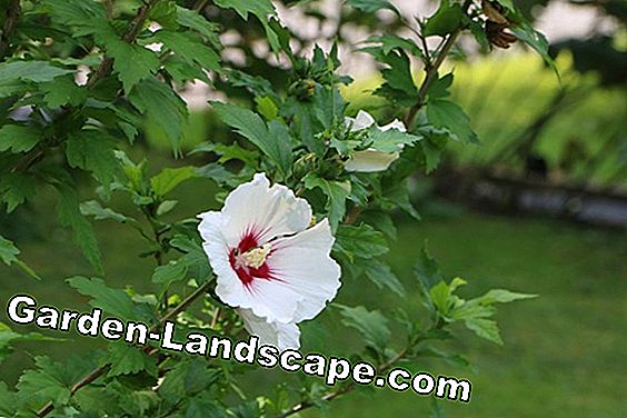 Strauchibisch, marshmallow, Hibiscus syriacus - omsorgsinstruksjoner: marshmallow