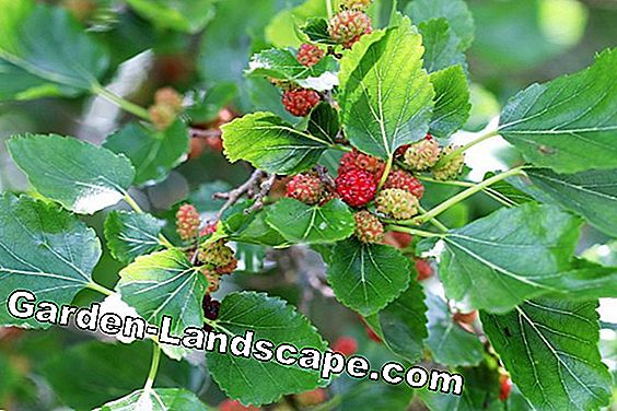 Apakah Erdbeerbaum tangguh dan tahan musim dingin - bagaimana menghabiskan musim dingin? perawatan: musim