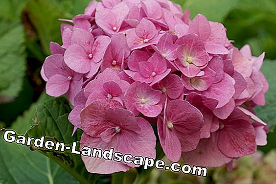 Hortensia rose