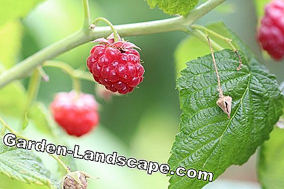 Maline - Rubus idaeus