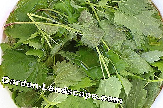 nettle liquid manure