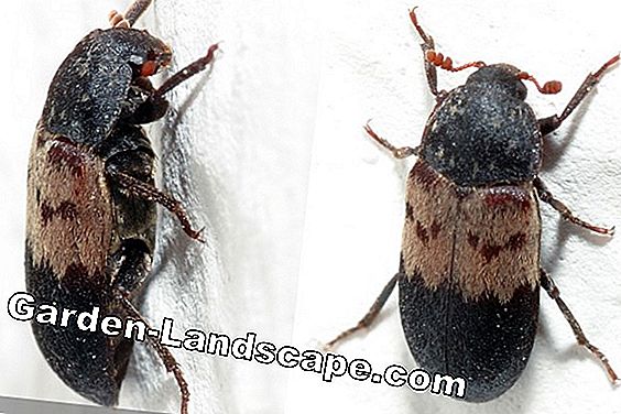 skin beetles