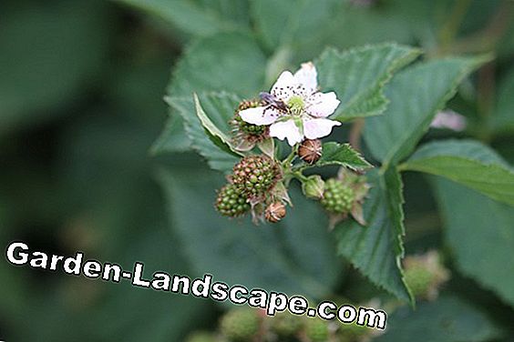 Brommbeere - Rubus sectio rubus