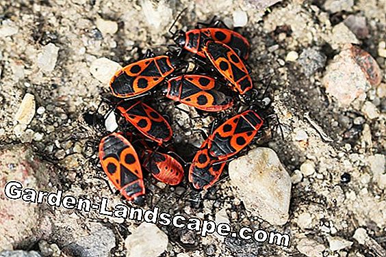 Fire bugs - Pyrrhocoridae