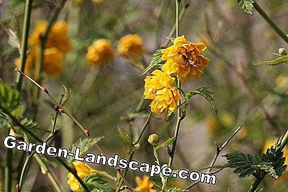 Semak Ranunculus - Kerria japonica