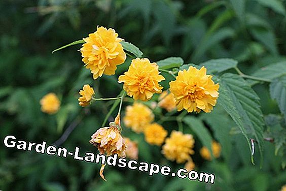 Ranunculus cserje - Kerria japonica