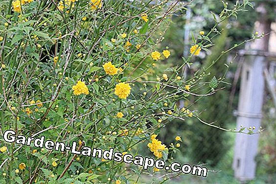 Ranunculus cserje - Kerria japonica