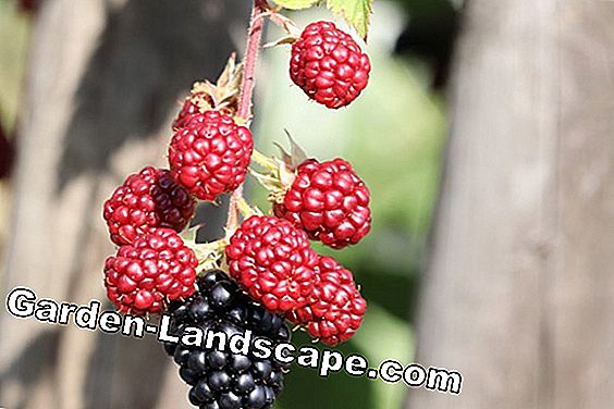 Brommbeere - Rubus sectio rubus