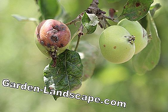 Apple Scab - Malus