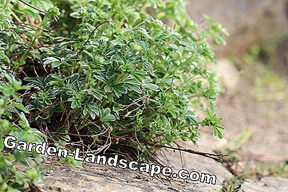 Tuingids - (tuingids) Waterhoen - Silene italica