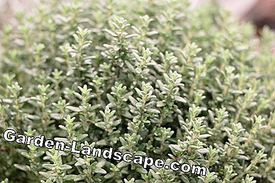 thyme