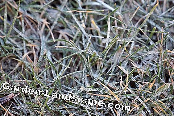 잔디밭 용 백운석 석회: 있습니다