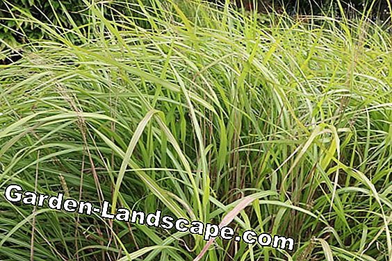 Miscanthus - Miscanthus purpurascens