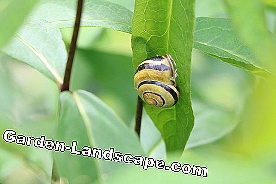 Fighting snails - these natural enemies eat them: natural