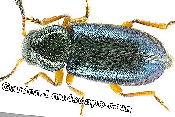 red-legged ham beetle - Piston beetle - Necrobia rufipes