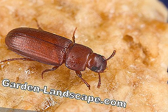 reddish brown rice flour beetle - Tribolium confusum