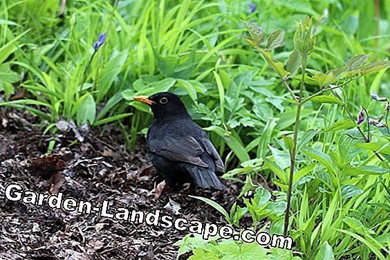 Combattre les teignes - ces remèdes naturels aident efficacement - naturels merle