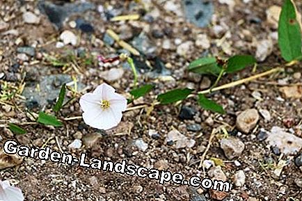 Onkruidbestrijding - onkruidbestrijding in de tuin - (onkruidbestrijding) Balsam weed