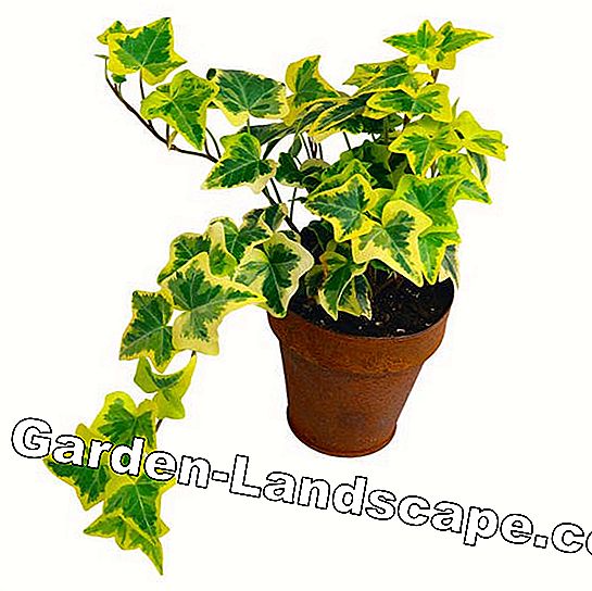 Garden Practice: House Plants For Dark Corners - My Beautiful Garden | 2024