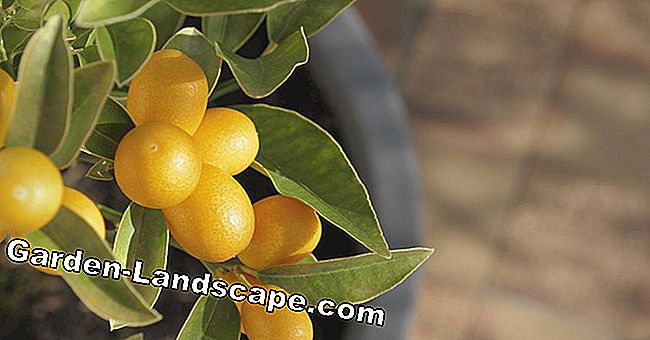 Zorgfouten bij citrusplanten