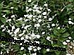 Følt hornwort (Cerastium tomentosum)
